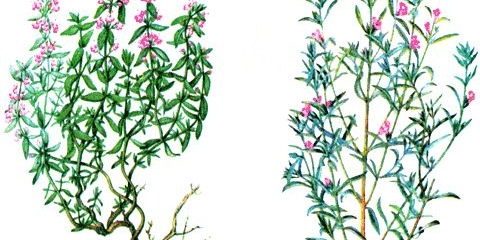 Čubar i timijan (majčina dušica): razlike, fotografija